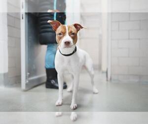 American Staffordshire Terrier Dogs for adoption in Boston, MA, USA