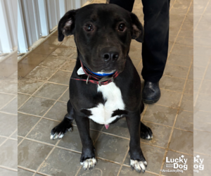 Mastador Dogs for adoption in Washington, DC, USA