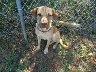 Chinese Shar-Pei Dogs for adoption in Randleman, NC, USA