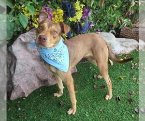 American Pit Bull Terrier-Unknown Mix Dogs for adoption in Oklahoma City, OK, USA