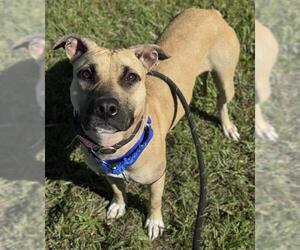 American Staffordshire Terrier Dogs for adoption in Fort Lauderdale, FL, USA