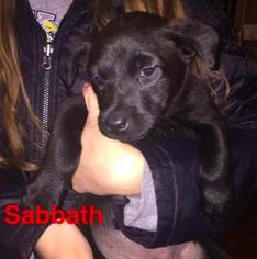 Basenji Dogs for adoption in Mission, KS, USA