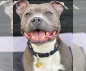 American Pit Bull Terrier Dogs for adoption in Sandy, UT, USA