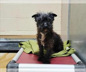 - Mix Dogs for adoption in Martinez, CA, USA