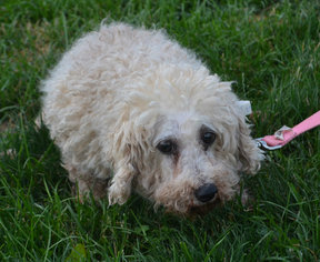 Bichon Frise Dogs for adoption in Akron, OH, USA