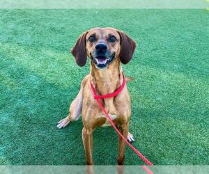 Unknown-Vizsla Mix Dogs for adoption in Orange, CA, USA