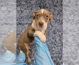 Mutt Dogs for adoption in Bakersfield, CA, USA