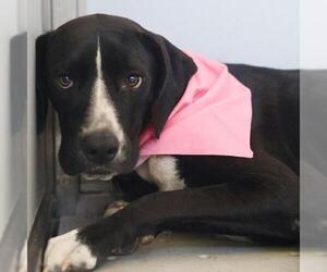 American Staffordshire Terrier-Unknown Mix Dogs for adoption in San Antonio, TX, USA