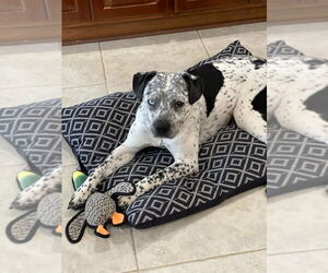 Mutt Dogs for adoption in Evansville, IN, USA