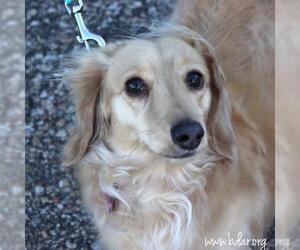 Dachshund Dogs for adoption in Cheyenne, WY, USA