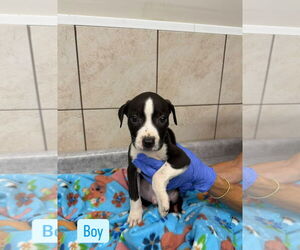 Mutt Dogs for adoption in Sterling, MA, USA