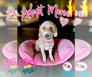 Golden Retriever Dogs for adoption in Menifee, CA, USA