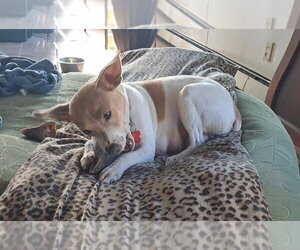 Chihuahua-Unknown Mix Dogs for adoption in Grafton, WI, USA