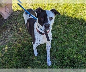 Pointer-Unknown Mix Dogs for adoption in San Clemente, CA, USA