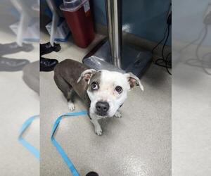 American Pit Bull Terrier Dogs for adoption in Newton, NC, USA