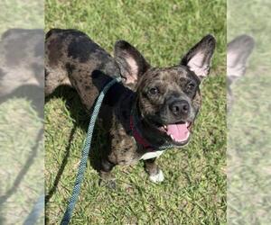 American Staffordshire Terrier-Unknown Mix Dogs for adoption in Fort Lauderdale, FL, USA