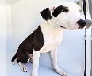 Mutt Dogs for adoption in Houston, TX, USA