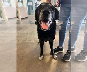 Labrador Retriever-Unknown Mix Dogs for adoption in Rockwall, TX, USA