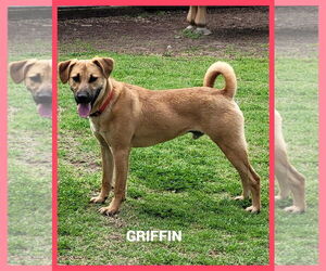 Black Mouth Cur-Unknown Mix Dogs for adoption in Granbury, TX, USA