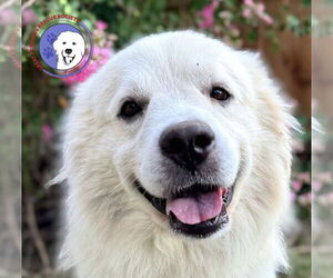 Great Pyrenees Dogs for adoption in Spring, TX, USA