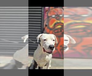 American Bulldog-Unknown Mix Dogs for adoption in Hayward, CA, USA