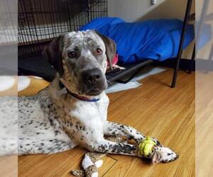 English Setter Dogs for adoption in Pendleton, NY, USA