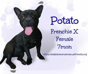 French Bulldog Dogs for adoption in Anchorage, AK, USA