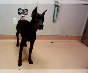 Doberman Pinscher-Unknown Mix Dogs for adoption in Martinez, CA, USA