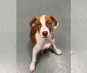 Shepradors Dogs for adoption in Baytown, TX, USA