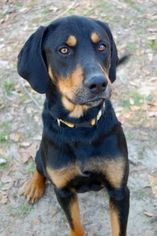 Black and Tan Coonhound-Unknown Mix Dogs for adoption in Camden, SC, USA