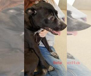 Boston Terrier Dogs for adoption in Oskaloosa, IA, USA