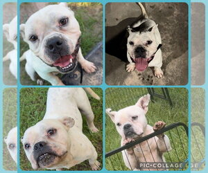 American Bulldog-Unknown Mix Dogs for adoption in The Woodlands, TX, USA