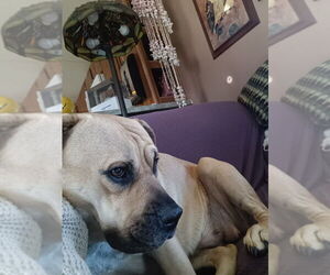 Mastiff-Unknown Mix Dogs for adoption in Aurora, IN, USA