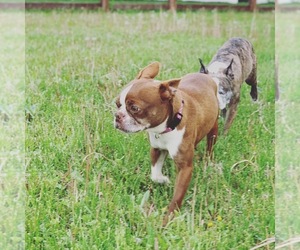 Boston Terrier Dogs for adoption in Bellbrook, OH, USA