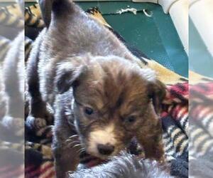 Border Collie Dogs for adoption in Houston, TX, USA