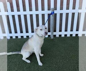 Siberian Husky-Unknown Mix Dogs for adoption in Modesto, CA, USA
