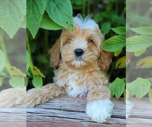 Cavachon Dogs for adoption in Lakewood, CO, USA