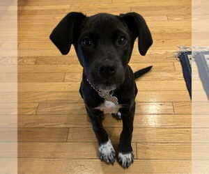 Mutt Dogs for adoption in Boston, MA, USA