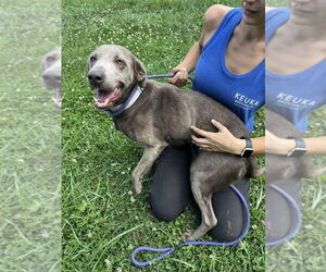 Labrador Retriever Dogs for adoption in Benton, PA, USA