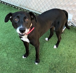 Borador Dogs for adoption in Tempe, AZ, USA