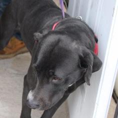 Labrador Retriever Dogs for adoption in Waycross, GA, USA