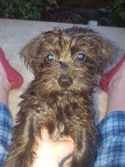 Medium Photo #1 Poochon Puppy For Sale in Dallas, TX, USA