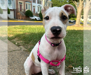 American Pit Bull Terrier-Unknown Mix Dogs for adoption in Washington, DC, USA