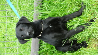 Labrador Retriever Dogs for adoption in Vacaville, CA, USA