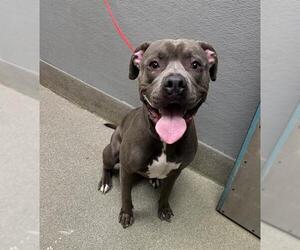 American Pit Bull Terrier-Unknown Mix Dogs for adoption in Las Vegas, NV, USA