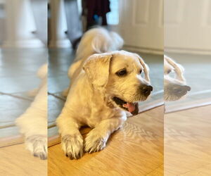 Lhasa Apso-Unknown Mix Dogs for adoption in Virginia Beach, VA, USA