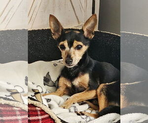 Chihuahua-Unknown Mix Dogs for adoption in Farmington, MN, USA