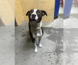 American Pit Bull Terrier Dogs for adoption in Stockton, CA, USA