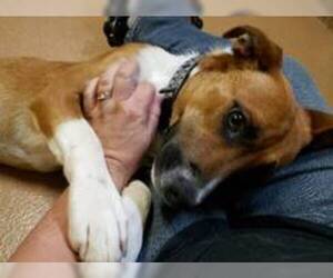 Jack Russell Terrier-Unknown Mix Dogs for adoption in Lovingston, VA, USA