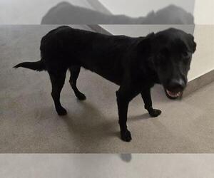 Labrador Retriever-Unknown Mix Dogs for adoption in HESPERIA, CA, USA